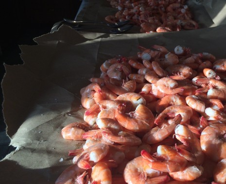 blog-shrimp 2015