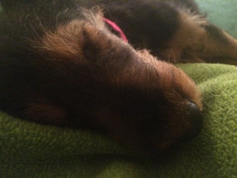 blog-Scout sleeping